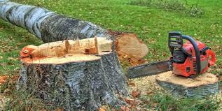 Best Fruit Tree Pruning  in La Vale, MD