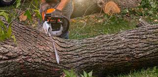 Best Commercial Tree Services  in La Vale, MD