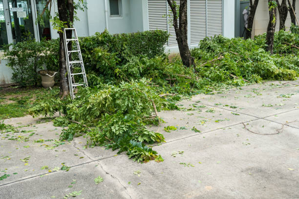 Best Tree Maintenance Programs  in La Vale, MD