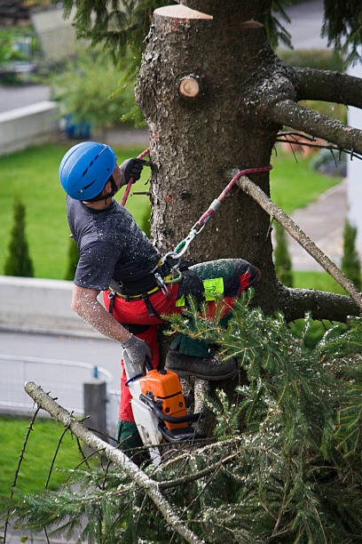 Best Firewood Processing and Delivery  in La Vale, MD