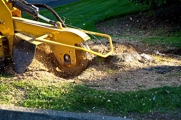 Best Stump Grinding and Removal  in La Vale, MD