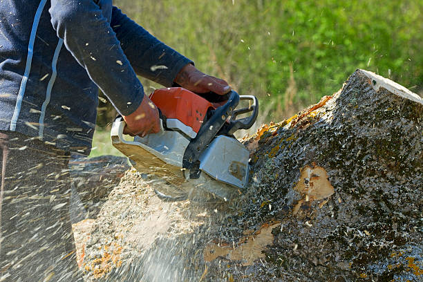 Best Tree and Shrub Care  in La Vale, MD