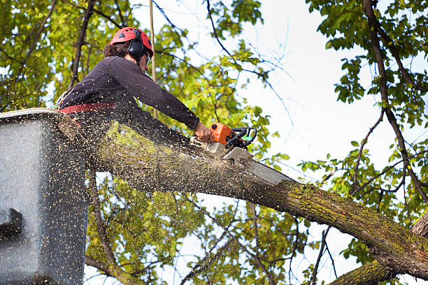  La Vale, MD Tree Removal Pros