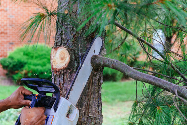 Best Storm Damage Tree Cleanup  in La Vale, MD